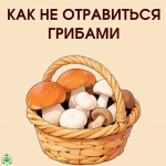 Грибы_1